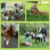 Eine Collage aus vier Fotos zeigt einen Mann und ein Kind in einem Stall mit Hühnern, ein Kaninchen auf der Wiese, ein Pony auf einem asphaltierten Weg und zwei Frauen mit drei Shetlandponys auf einer Waldlichtung.