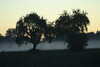 Ein ruhiges Feld bei Sonnenaufgang mit zwei Bäumen, die sich gegen den warmen orange-gelben Himmel abheben, mit einer Nebelschicht in der Ferne.