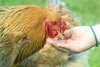 Stolz ist das Gutshofteam, dass sich die Hühner trauen, Futter aus der Hand zu picken.