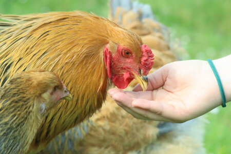 Stolz ist das Gutshofteam, dass sich die Hühner trauen, Futter aus der Hand zu picken.