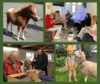 Eine Collage aus vier Fotos zeigt ein braun-weißes Shetlandpony, eine Gruppe von Menschen im Innenraum der Tiny Church, drei Personen am Demenzsimulator und einen kleinen Jungen mit einem Schaf.