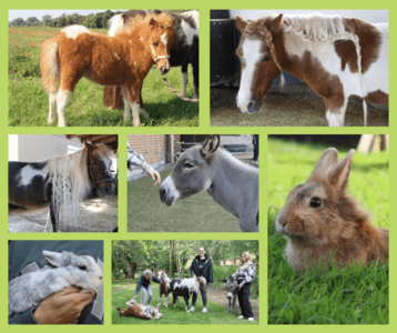 Eine Collage aus sieben Fotos zeigt verschiedene Tiere im Stall und auf einer Wiese. Darunter drei verschiedene Ponys, ein Esel und zwei Kaninchen.