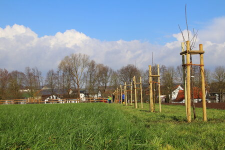 Eine Reihe von Baumsetzlingen steht in einem üppigen grünen Feld, mit einem Holzzaun und Häusern in der Ferne, unter einem klaren blauen Himmel.