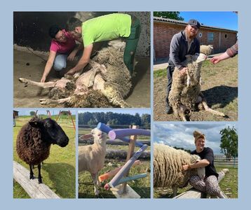 Die fünfteilige Collage zeigt verschiedene Facetten der tiergestützten Arbeit mit Schafen auf dem Kolping Gutshof in Großeneder.